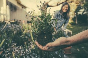 Le buone idee del 29 maggio: adottare un albero