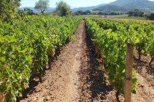 lavoro in vigna