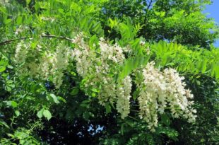 Robinia