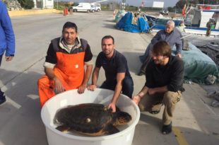 pescatore salva carretta