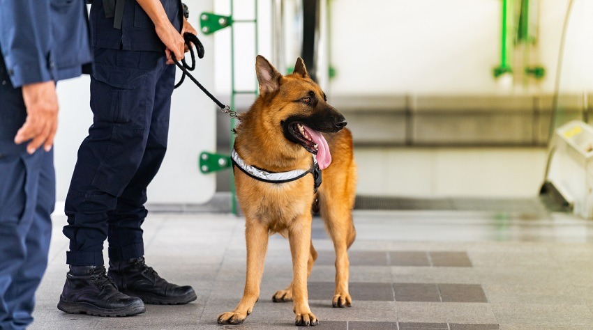 I cani già da molto tempo affiancano l'uomo sul lavoro grazie al loro olfatto.