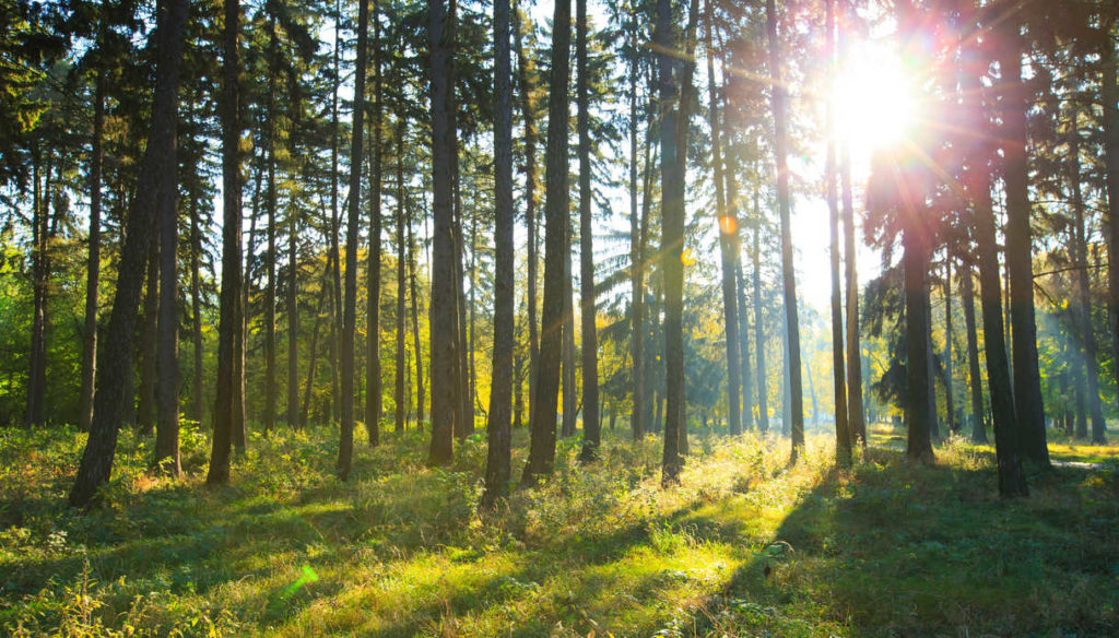 Grazie all'App Forest, sarà possibile contribuire a piantare degli alberi reali