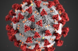 Il rinovirus potrebbe bloccare il Coronavirus, lo studio