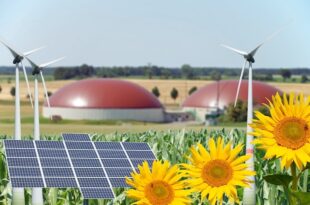 bioenergie, girasoli, pannelli solari