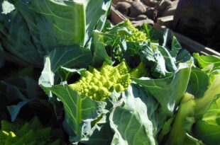 811-orecchiette-con-cavolo-romanesco