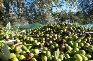 ma l’olio sarà di altissima qualità