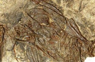 Fossile di uccello di 120 milioni di anni fa