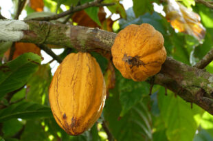 Cacao