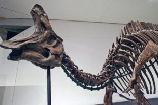 Dinosauro Lambeosaurus