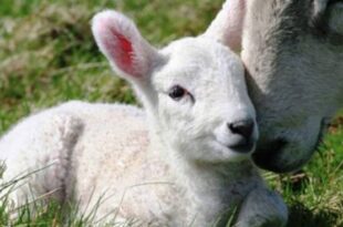 Coldiretti: per l’agnello igp serve un’azione di filiera