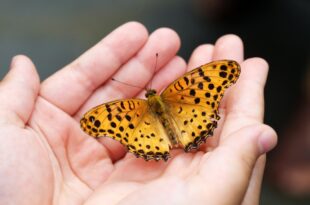 La bussola integrata delle farfalle monarca