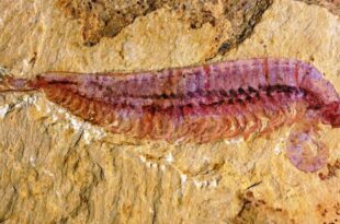 Fossile di Animale marino di 520 milioni di anni fa