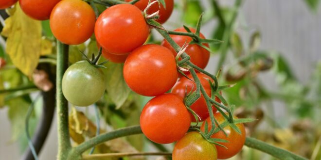 campagna del pomodoro