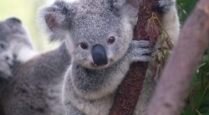 Koala