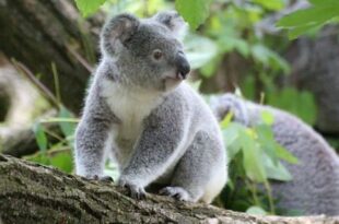 Koala