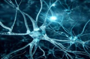 neuroscienze