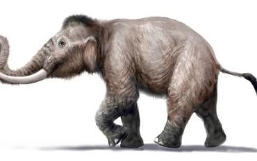 mammut