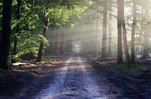 giornata internazionale delle foreste