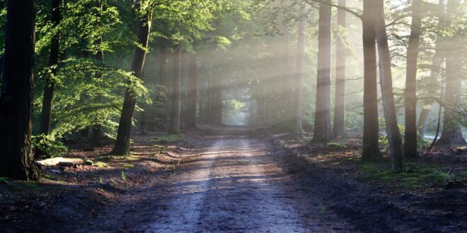 giornata internazionale delle foreste