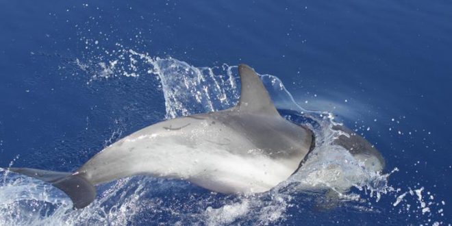 stenella striata laura pintore wwf italia.jpg