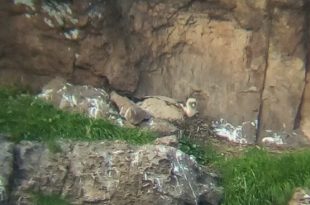 LIFE Safe for Vultures il nido in cui è avvenuta la deposizione del grifone