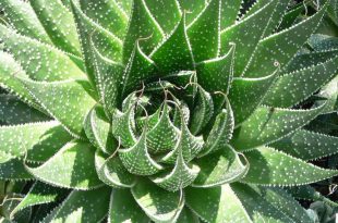 aloe piante bibbia