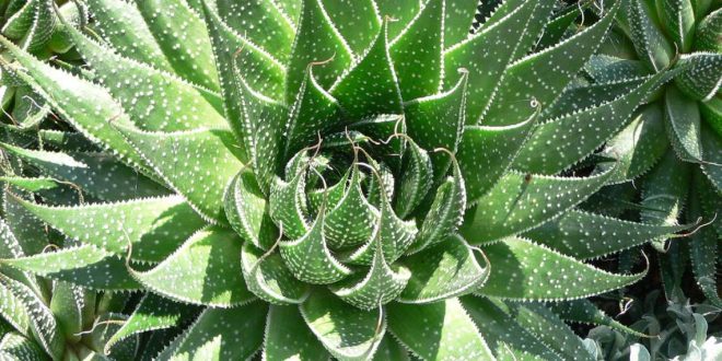 aloe piante bibbia