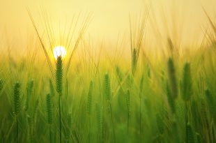 barley field 1684052 1920 1