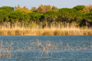 stagno e ginepreto di Platamona