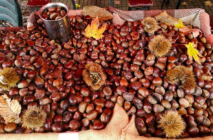 La Sagra delle castagne compie 50 anni, Aritzo in festa