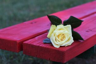 yellow rose on red bench 3626740 340