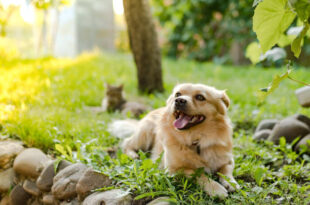 come eliminare le pulci dal cane