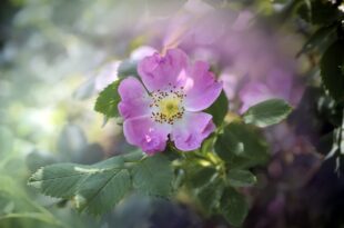 Dalia selvatica delle montagne di Seulo