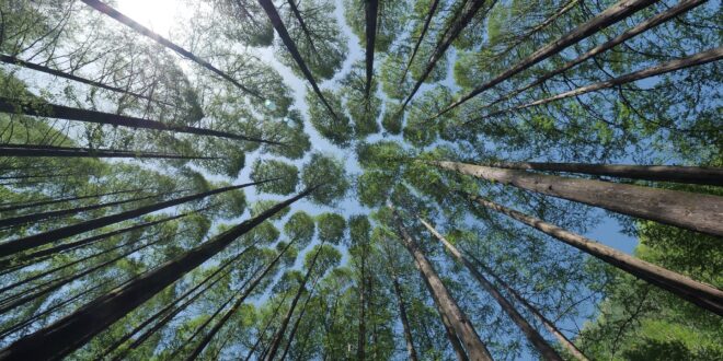 Aria foresta diminuisce l'ansia