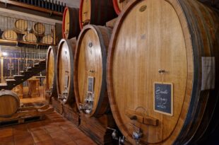 "Enotria: percorsi e paesaggi del vino”