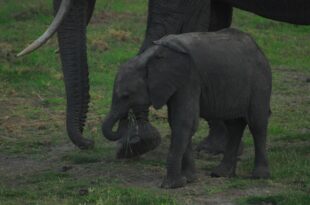 Situazione climatica aumenta gli scontri tra uomo e animali selvatici