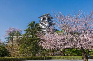 Hanami, foto di visitkochijapan