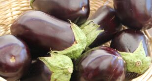 eggplant 237448 1280