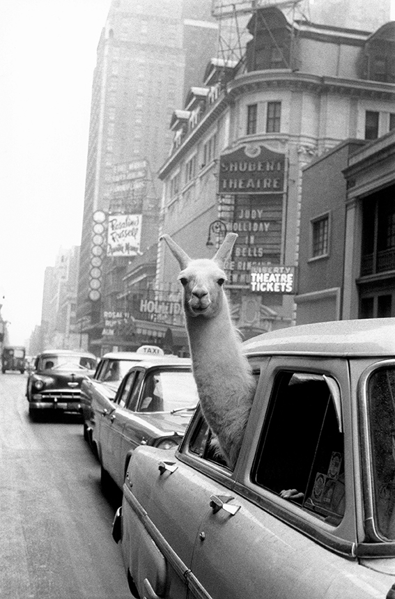 USA. New York City. 1957. A Llama in Times Square.