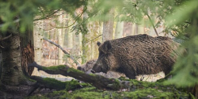 cinghiale