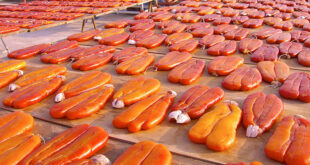 CABRAS La sagra della bottarga