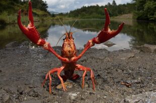 Piu di 3000 specie invasive presenti in Italia