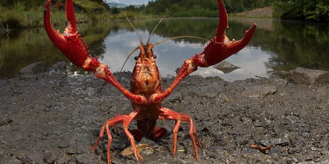 Piu di 3000 specie invasive presenti in Italia