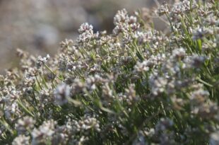 mediterranean vegetation 3860158 1280