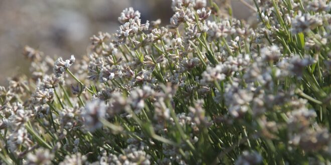 mediterranean vegetation 3860158 1280