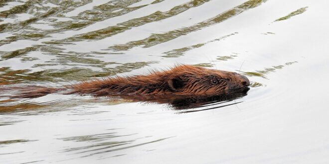 beaver