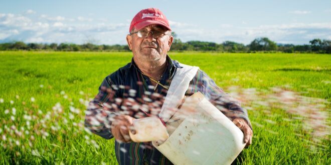 Risicoltura sarda Confagricoltura 2023 riso agricoltura