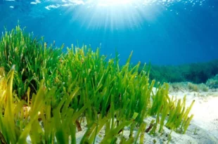 posidonia oceanica