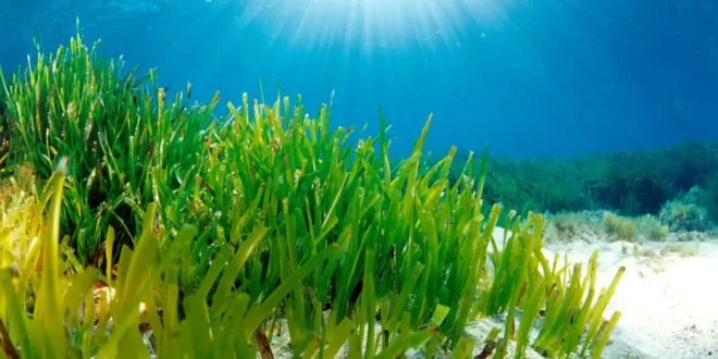 posidonia oceanica