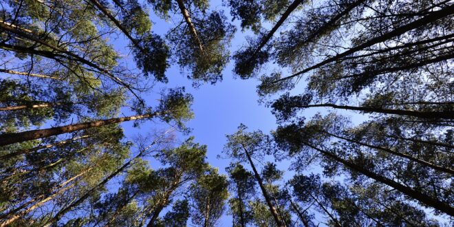 foresta, giornata mondiale, albero, 21 marzo,